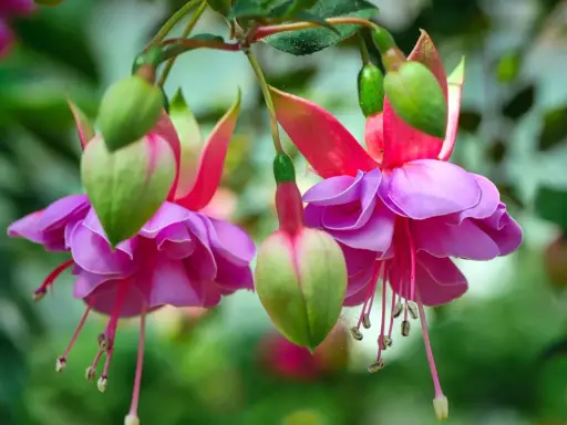 Fleurs de plante fuchsia aux pétales roses et violets, avec des boutons verts pendant.