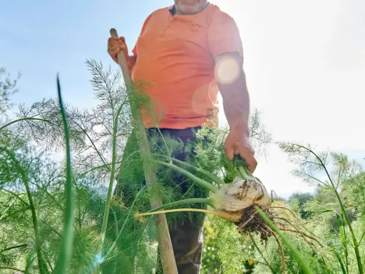 Un homme récolte un bulbe de fenouil frais, témoignant d'une belle culture fenouil. Le soleil brille sur le jardin.