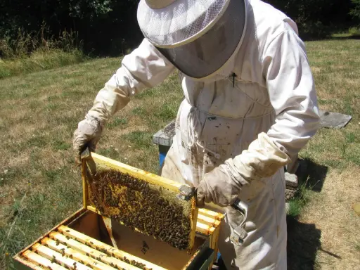 A beekeeper in a protective suit inspects a frame teeming with bees, a scene from a master beekeeper program.