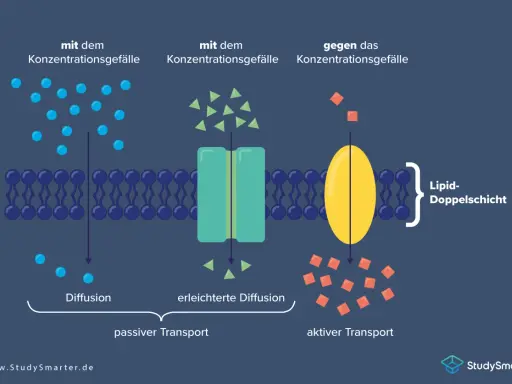 Zellmembran mit passiven und aktiven Transportmechanismen. Tunnelproteine erleichtern den Stofftransport über die Lipiddoppelschicht.
