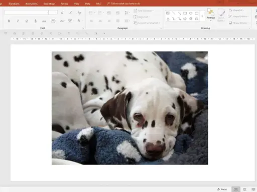 Un cucciolo di dalmata, con il suo manto maculato, riposa su una coperta blu. La crop fotografia cattura la sua espressione dolce e assonnata.
