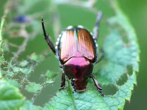 A metallic green and copper false Japanese beetle perches on a damaged green leaf, its iridescent shell gleaming.