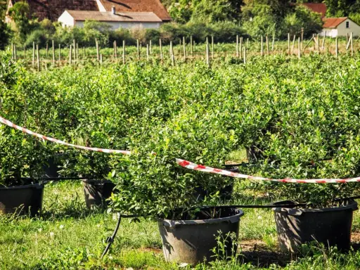 Reihen von jungen Heidelbeerpflanzen in großen Töpfen auf einem Feld. Ein rotes und weißes Absperrband markiert den Bereich. Der Heidelbeere Standort ist gut gepflegt.