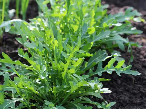 Lignes de semis roquette dans un sol sombre, les feuilles vertes vives se déploient au soleil.
