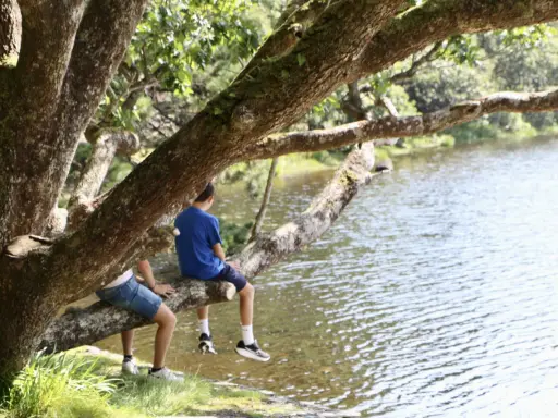Dos niños disfrutan de un día soleado en Irlanda, sentados en una rama de árbol junto a un lago.