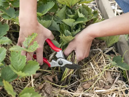 Hände schneiden mit einer Gartenschere die Erdbeerpflanzen. Der richtige Zeitpunkt, wann Erdbeeren schneiden, ist wichtig für gesunde Pflanzen.