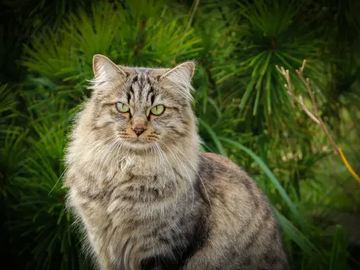 Majestatyczny kot syberyjski z zielonymi oczami siedzi na tle bujnej, zielonej roślinności.