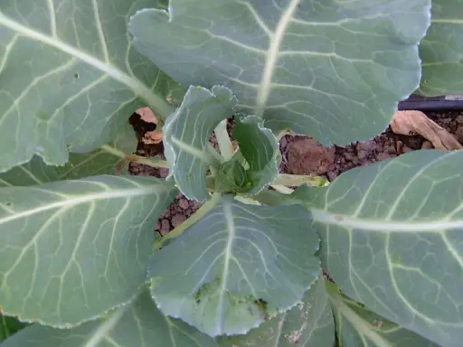 A young collard green plant, showing its large, veined leaves. This is a good time to consider when to harvest collard greens for tender, flavorful leaves.