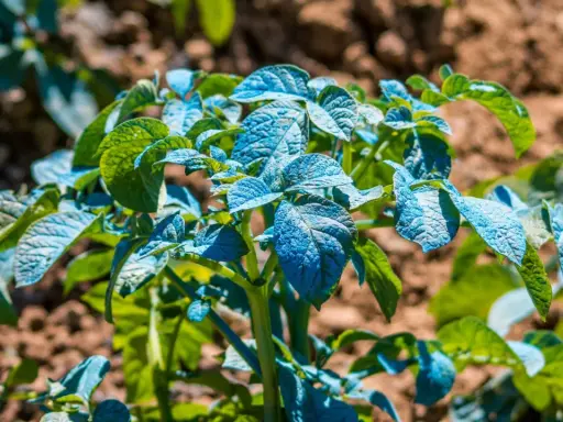 Plantes de pommes de terre traitées à la bouillie bordelaise, leur composition bleue protégeant les feuilles vertes contre les maladies.