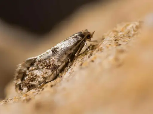Un petit papillon aux ailes tachetées, peut-être un mite bois meuble, se repose sur une surface rugueuse.