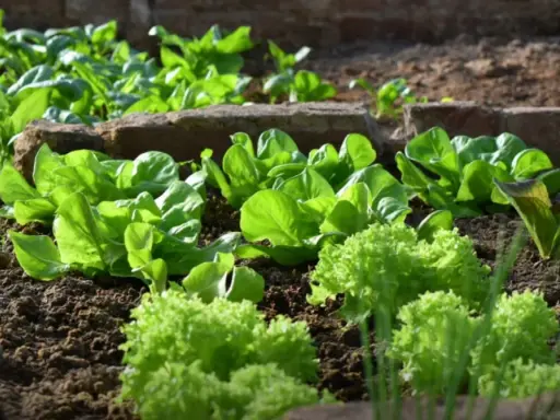 Légumes verts frais, salades et épinards, poussent dans un jardin, parfaits pour que planter mi-ombre mi soleil.