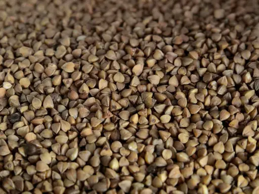 Grains de sarrasin bruns, parfaits pour une alimentation saine. La farine de sarrasin est une excellente source de nutriments et ses calories sont raisonnables.