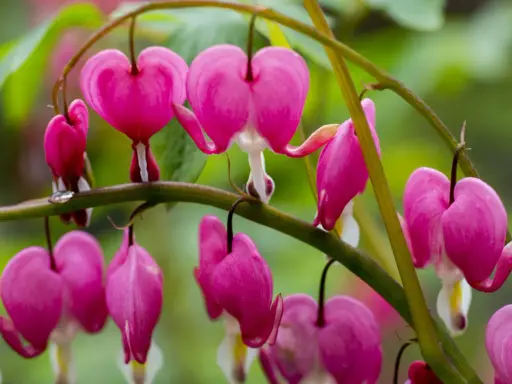 A cluster of bright pink flowers, each shaped like a delicate heart, hang from a green stem.