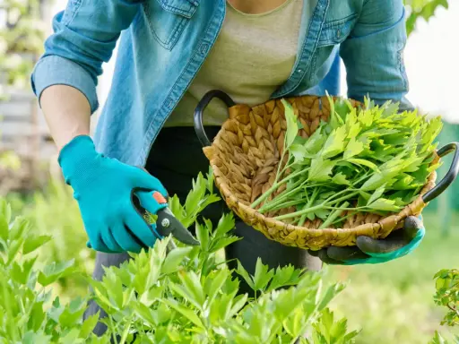 Gartenarbeit: frisches Maggikraut ernten für die Haltbarmachung. Ein Korb voller grüner Blätter wartet.