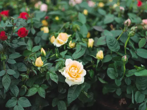 A bush of mini rose plants with red and yellow blooms and green leaves.