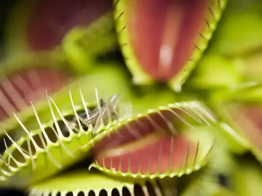 Dionaea muscipula, czyli kwiat na muchy, zamyka swoje pułapki, łapiąc owada. Zielone liście z czerwonym wnętrzem i ząbkami tworzą groźną dla muchy scenę.