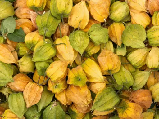 Ein Haufen Physalis, die mit ihren papierartigen Hüllen in Gelb- und Grüntönen leuchten. Diese kleinen Früchte sind nicht nur optisch ansprechend, sondern auch sehr gesund.