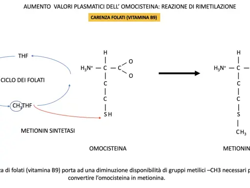 Schema del ciclo dei folati e conversione omocisteina-metionina. La mutazione MTHFR in omozigosi può influenzare questo processo.