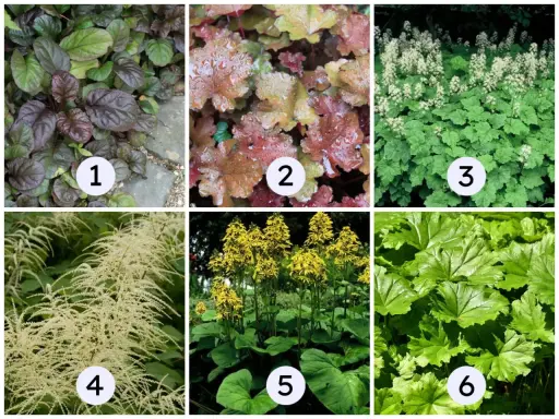Rośliny do ogrodu: 1. Brunera, 2. Żurawka, 3. Dzwonek, 4. Tawułka, 5. Rudbekia, 6. Bodziszek. Wiele z nich preferuje stanowisko półcieniste.