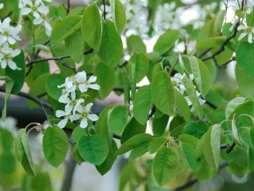 Zarte weiße Blüten und grüne Blätter der Felsenbirne im Frühling. Ein leichter Wind lässt die Zweige tanzen, bereit für den Schnitt.