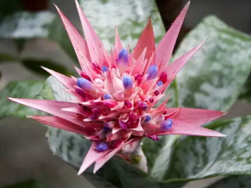 Różowa bromelia kwiat z fioletowymi pąkami, otoczona zielonymi liśćmi z srebrzystymi wzorami.