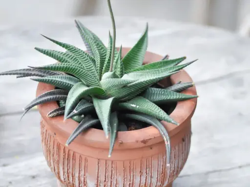 Haworthia limifolia w glinianej doniczce, z charakterystycznymi, prążkowanymi liśćmi tworzącymi rozetę.