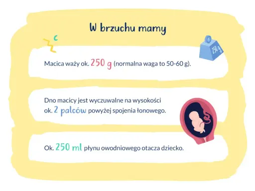 W brzuchu mamy, macica waży ok. 250 g. Dno macicy jest na wysokości 2 palców nad spojeniem łonowym. Dziecko otacza 250 ml płynu.