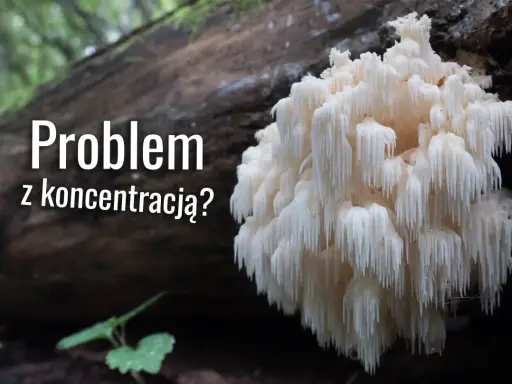 Soplówka jeżowata, znana ze swojego niezwykłego wyglądu, może wspierać koncentrację.