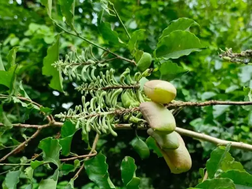 Gousses de griffonia, source de 5-HTP, reconnue pour ses bienfaits sur l'humeur et le sommeil.
