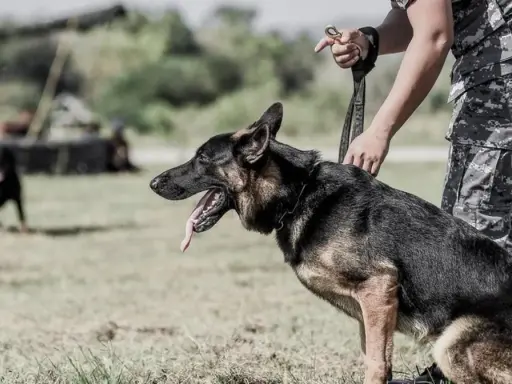 Owczarek niemiecki z wywieszonym językiem, szkolony przez żołnierza. Pies reaguje na raka, wyczuwając go z niezwykłą precyzją.