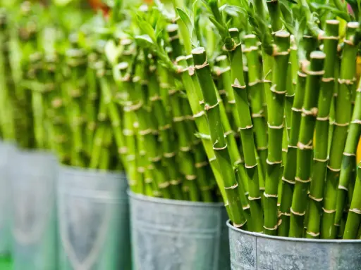 Filas de cañas verdes de plantas de la suerte en cubos metálicos, con enfoque en las cañas y sus nudos.