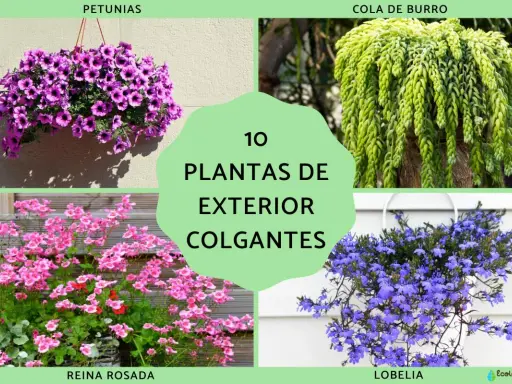 Cuatro tipos de plantas colgantes exterior: petunias moradas, cola de burro verde, reina rosada y lobelia azul.