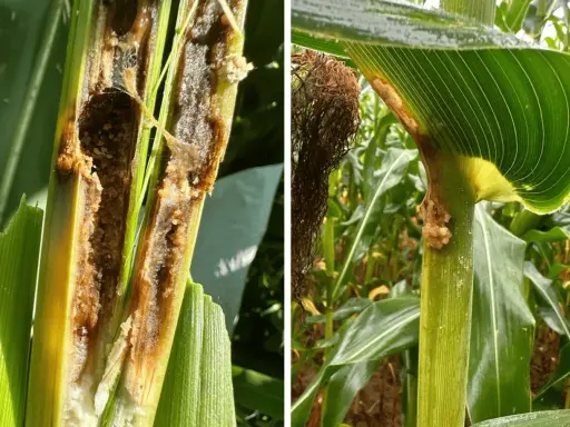 Close-up of a corn stalk hollowed out by a corn borer larva. Another image shows damage to the stalk and leaves, with evidence of the pest.