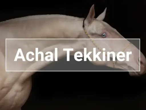 Ein cremefarbener Achal-Tekkiner mit blauen Augen, der einen eleganten Halfter trägt. Sein glänzendes Fell und seine edle Haltung lassen auf einen hohen Achal-Tekkiner Preis schließen.