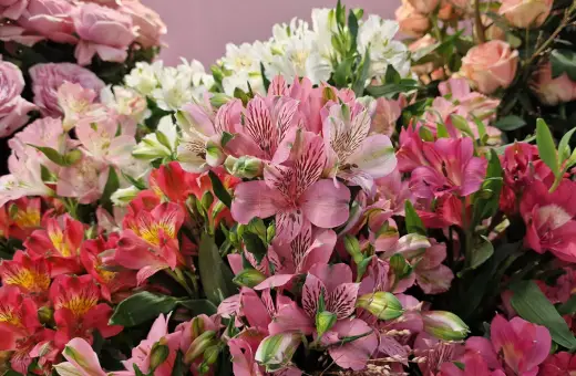 Kolorowy bukiet alstroemeria w wazonie, z różowymi, białymi i czerwonymi kwiatami, tworzy radosną kompozycję.