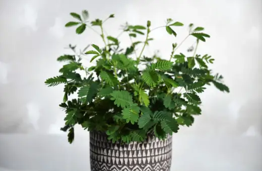 Roślina mimosa pudica w ozdobnej doniczce, z liśćmi reagującymi na dotyk.