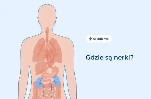Anatomia człowieka z zaznaczonymi nerkami. Ilustracja pomaga zrozumieć lokalizację narządów, gdy odczuwamy ból nerek.