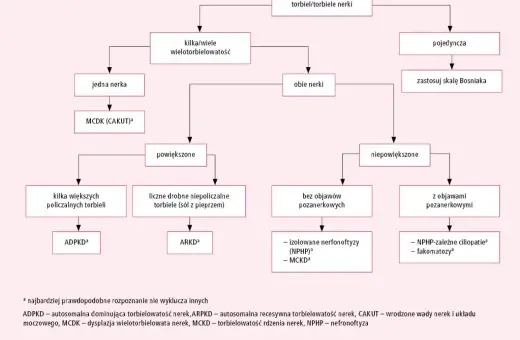 Schemat diagnostyczny torbieli nerek. Wskazuje na torbiel korową nerki, jej wielkość i objawy, prowadząc do rozpoznania.