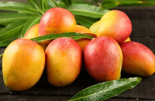Kusza dojrzałych mango, gdzie rosną mango, na ciemnym drewnianym tle, otoczona zielonymi liśćmi.