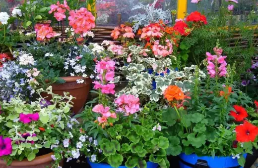 Kolorowe kwiaty do donic na taras: pelargonie, petunie i lobelie tworzą barwną kompozycję.