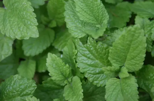 Närbild på frodig citronmeliss perenn. Bladen är ljusgröna med tydlig ådring och en lätt tandad kant.