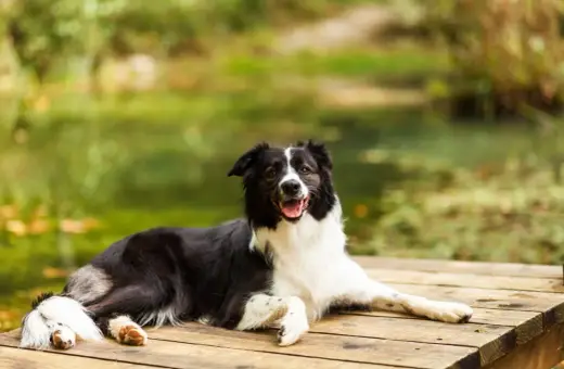 Szczęśliwy pies rasy border collie odpoczywa na drewnianym pomoście, ciesząc się urokami Mazur z psem.