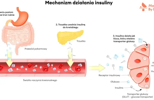 Po jedzeniu rośnie cukier we krwi. Insulina, jak klucz, otwiera transporter glukozy w komórkach.