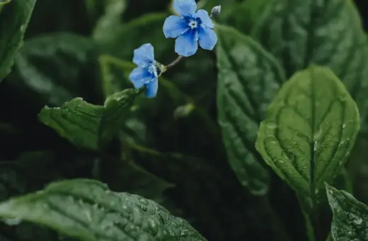 Två små, blå blommor lyser upp den mörka, gröna bakgrunden av bladverk. En vacker blå blomma perenn som ser ut att ha fått en dusch av regn.