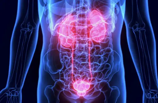 Anatomia układu moczowego z podświetlonymi na czerwono nerkami i pęcherzem. Dowiedz się, co jest dobre na nerki.