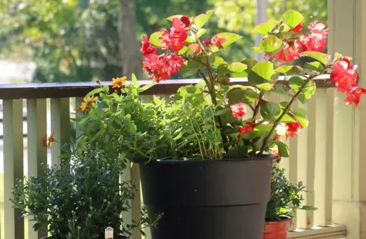 Piękne czerwone kwiaty na balkon, w donicy obok żółtych i zielonych roślin. Słońce pięknie oświetla kompozycję.