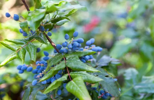 Mahonia pospolita właściwości lecznicze: niebieskie owoce i zielone liście na gałązce.