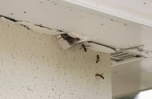 Osy budują gniazdo pod dachem. Dowiedz się, jak zlikwidować gniazdo os pod dachem, zanim zrobią większe szkody.