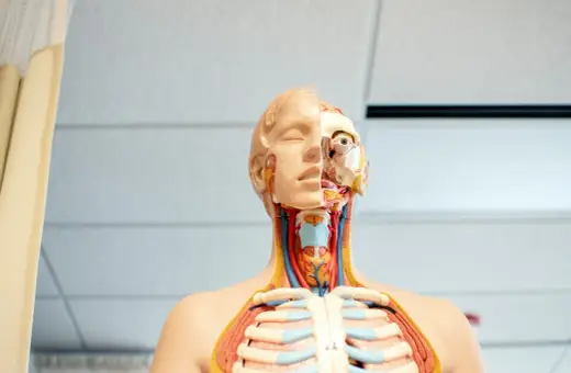 Model anatomiczny pokazuje przekrój głowy i klatki piersiowej, uwidaczniając szczegóły budowy gardła, tchawicy i żeber.