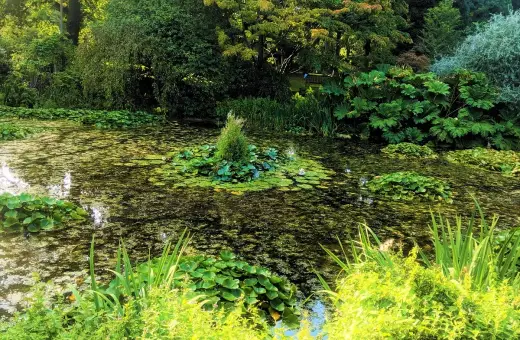 Malowniczy staw porośnięty liliami wodnymi, z zieloną wyspą pośrodku, niczym szmaragdowe oczko w otoczeniu bujnej roślinności.